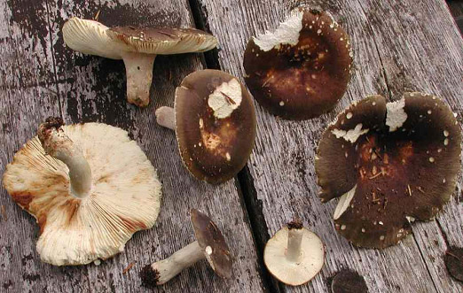 Russula brunneola